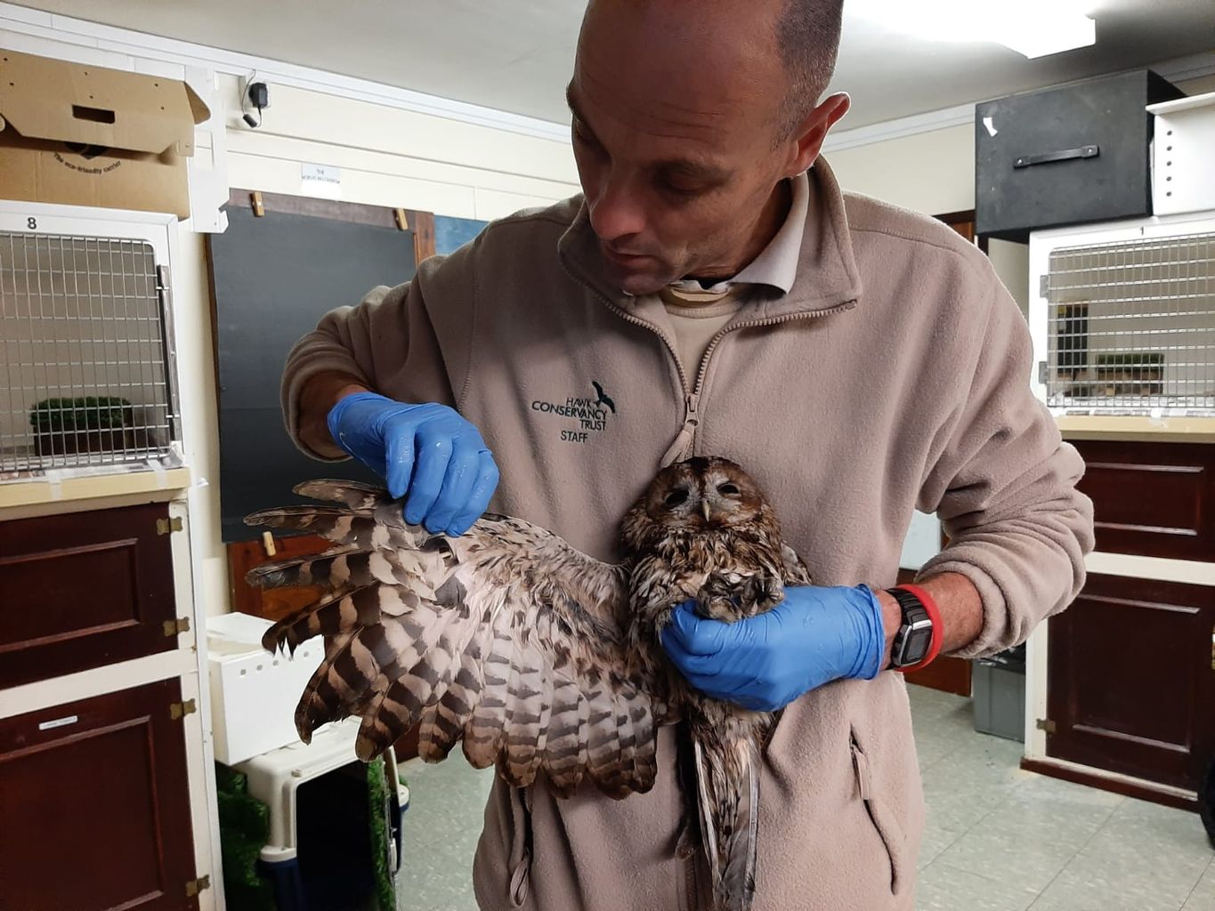 Avian Influenza preventing care for wild birds at Hawk Conservancy